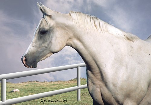 mare2.jpg (33426 bytes)