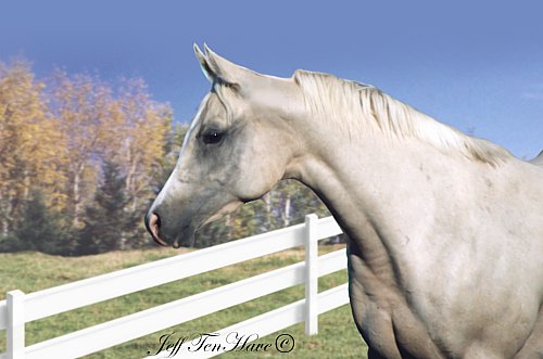 mare4.jpg (33784 bytes)