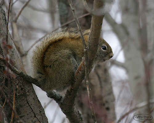 redsquirel.jpg (137998 bytes)